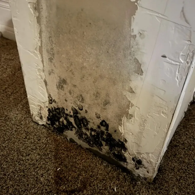 Professional Mold Removal in Hertford County, NC